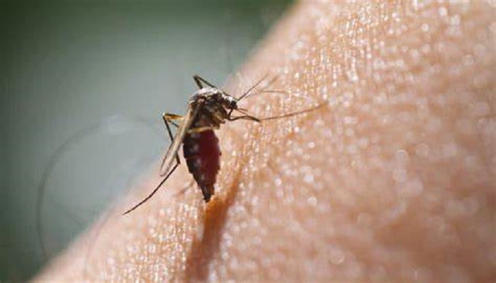 World Mosquito Day