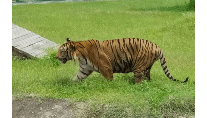 छत्तीसगढ़: अचानकमार टाइगर रिजर्व के बाहरी इलाके के जंगल में बाघ के शावक का शव मिला