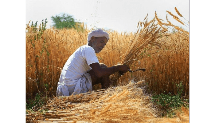 बीजापुर : खरीफ विपणन वर्ष 2021-22 के तहत समर्थन मूल्य पर धान उपार्जन 1 दिसम्बर 2021 से 31 जनवरी 2022 तक होगी धान खरीदी