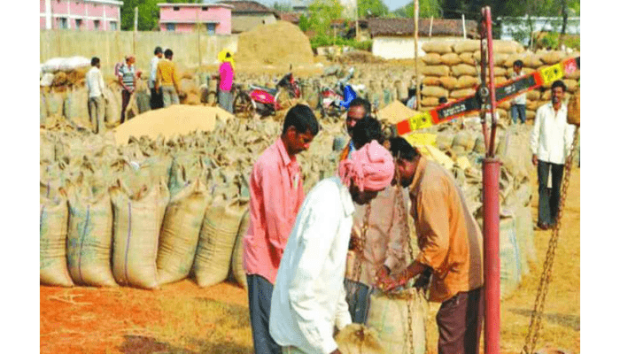 छत्तीसगढ़ : राज्य में धान खरीदी का आंकड़ा 8.66 लाख मीटरिक टन के पार