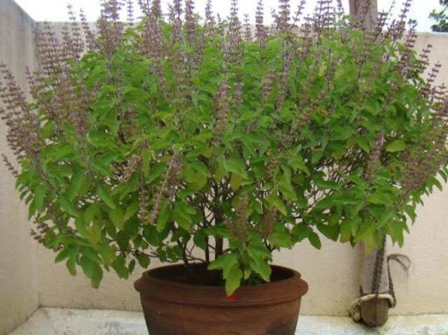 Vastu Tips : घर में है पैसों की तंगी तो तुरंत लगाएं ये 5 पौधें, सकारात्मक ऊर्जा के साथ ही होगी धन की वृद्धि