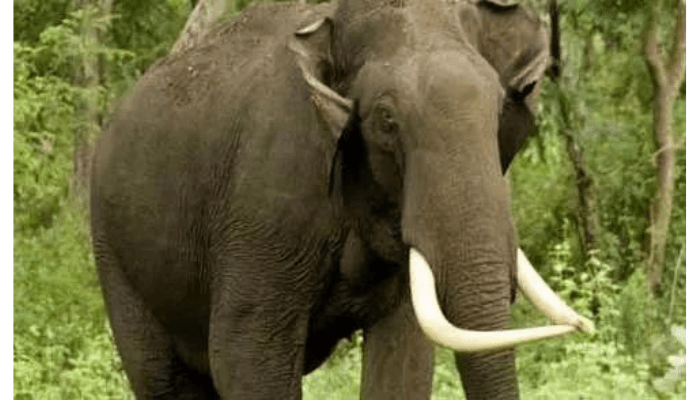 हाथी के हमले से किसान की मौत