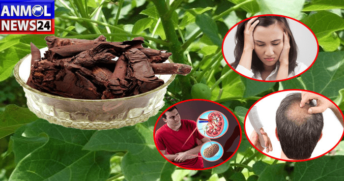 Health Tips: आपके स्वास्थय की कई बीमारियों को ठीक करेगा रतनजोत, जानें इसके क्या हैं फायदे