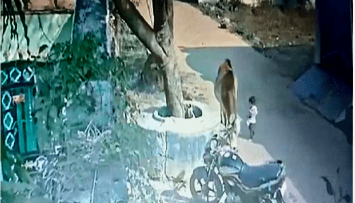 छत्तीसगढ़ में बैल ने 17 महीने की मासूम को पटका:7 फीट तक हवा में उछली बच्ची, फिर जमीन पर गिरी; खेलते-खेलते बाहर आई थी