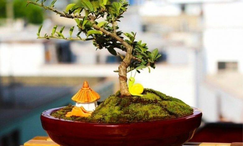 इन चीजों को अपने घर लाने से बचे, वरना आप खुद दे रहे मुसीबत को न्यौता, आ सकता है बड़ा संकट