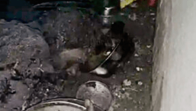 छत्तीसगढ़ : चूल्हे पर खाना बनाते वक्त हुआ हादसा, रायपुर के टिकरापारा इलाके में जिंदा जल गया युवक