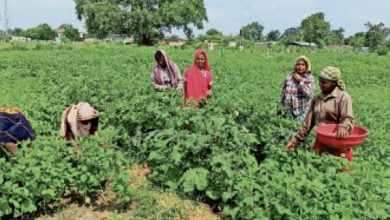 छत्तीसगढ़ : वर्मी कम्पोस्ट और सब्जी उत्पादन से सबल होते समूह