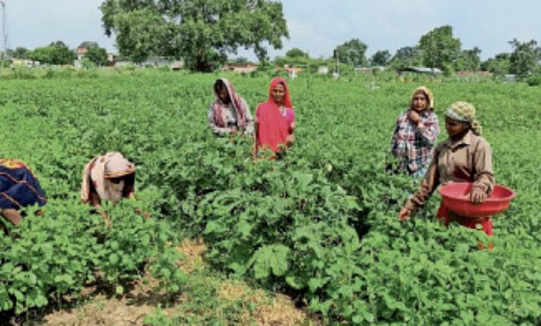 छत्तीसगढ़ : वर्मी कम्पोस्ट और सब्जी उत्पादन से सबल होते समूह