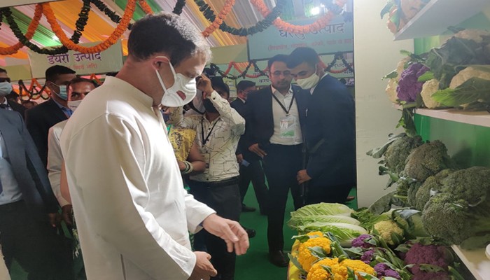 Five colors of cabbage : राहुल गांधी को लुभाया पांच रंगों की गोभी