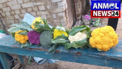 Colorful Cauliflower in Chhattisgarh: छत्तीसगढ़ में रंग-बिरंगी फूलगोभी