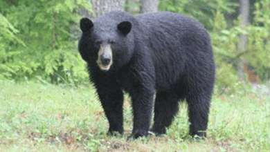 Kanan Pendari Zoo: बिलासपुर के कानन पेंडारी जू में भालू की मौत