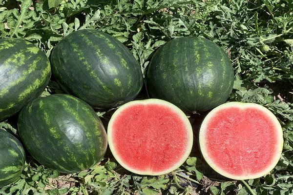 Watermelon demand increased: गर्मी शुरू होते ही तरबूज की डिमांड बढ़ी