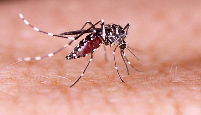 Advisory Regarding Dengue