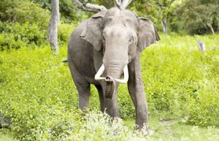 Elephant Attack in Korba