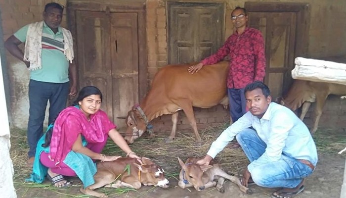 Birth of twin calves: कृत्रिम गर्भाधान से गाय ने दी जुड़वा बछड़ों को जन्म