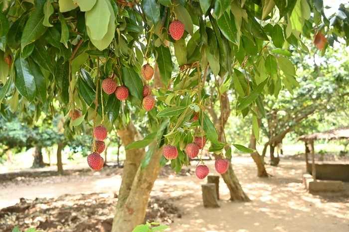 Litchi in Abujhmad