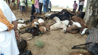 Lightning fell: आकाशीय बिजली गिरने से चरवाहे सहित 55 बकरे बकरियों की मौत, पढ़ें पूरी खबर