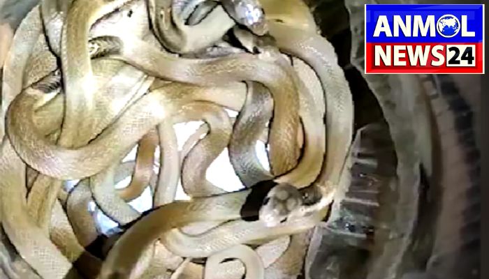 Janjgir Champa Snake
