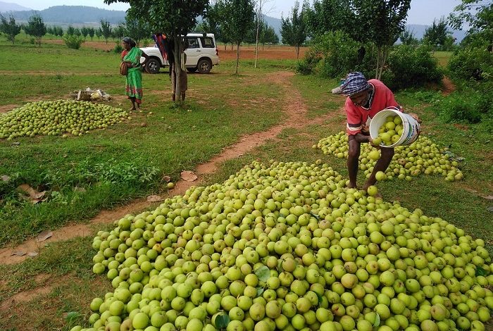 Jashpur Ki Nashpatti