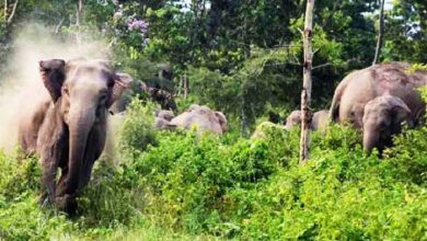 Elephant Terror in Chhattisgarh