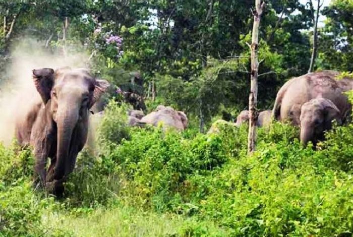 Elephant Terror in Chhattisgarh