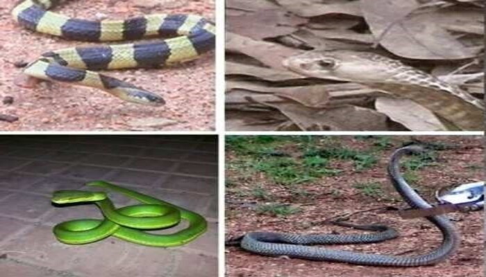 Snake In Chhattisgarh