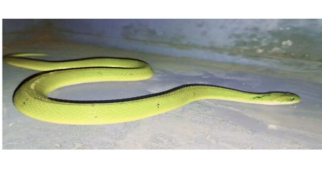 Keelback Snake