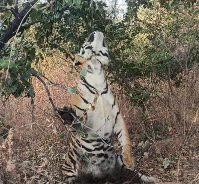 Panna Tiger Death Case