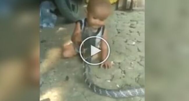 Snake Viral Video