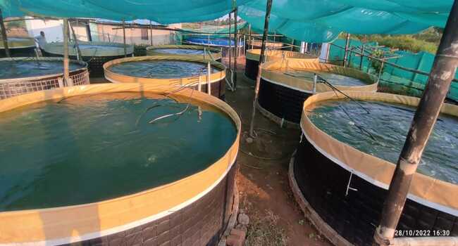 Fish Farming