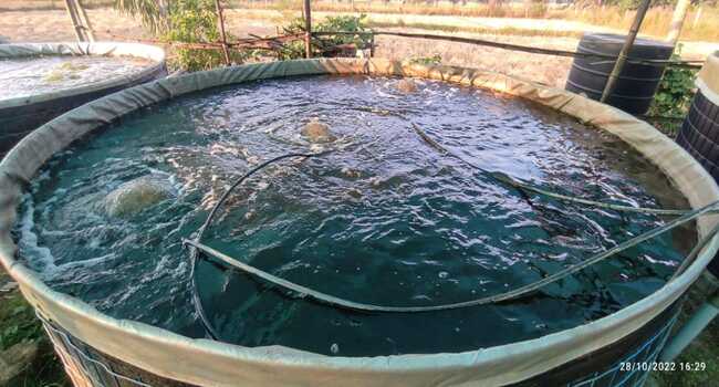 Fish Farming