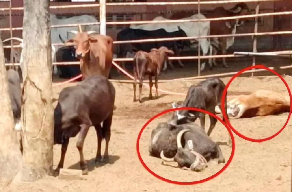 Cows Death in Maharashtra