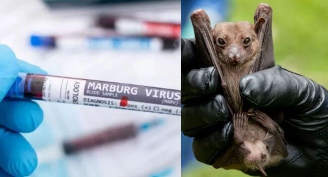 Marburg Virus
