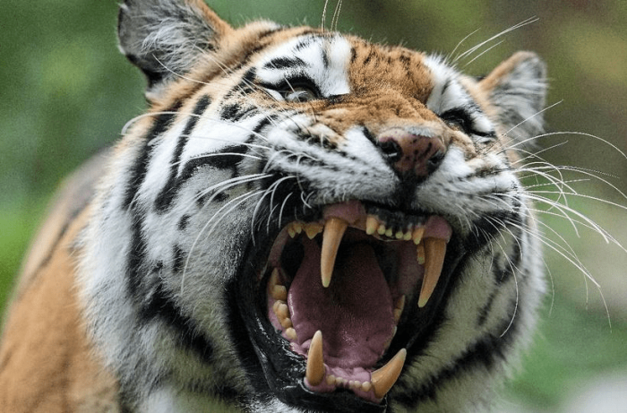Tiger Terror in Surajpur
