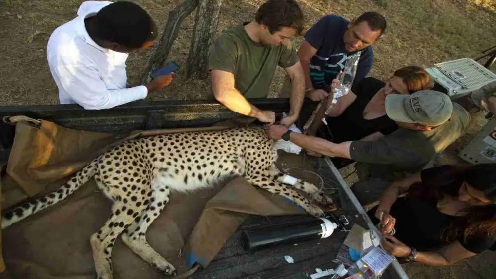 Female Cheetah Sasha Death