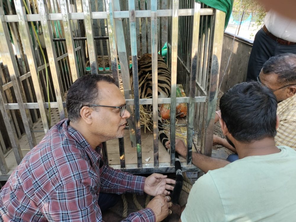 Tiger Rescue in Surajpur