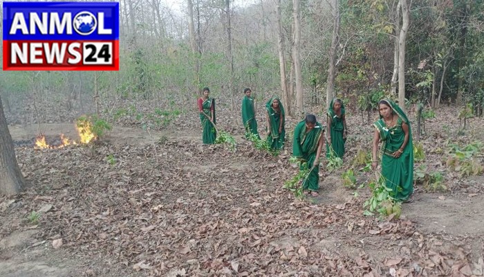 Chhattisgarh Forest Department: जंगल, महिलाओं ने पेश की मिसाल
