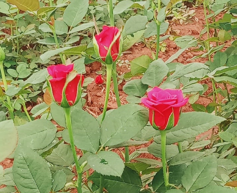Rose Cultivation in Kanker