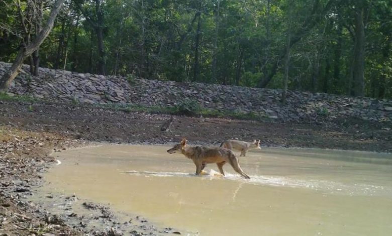 Wild Wolf in Chhattisgarh