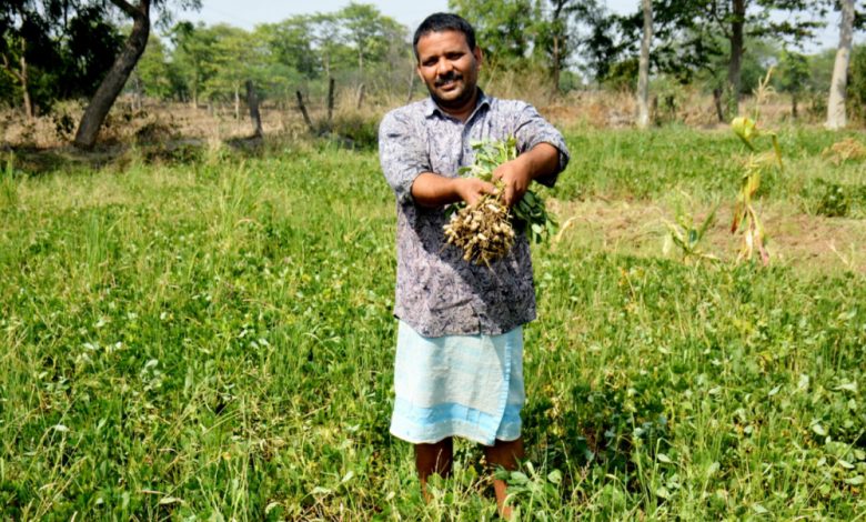 Groundnut Cultivation in Chhattisgarh