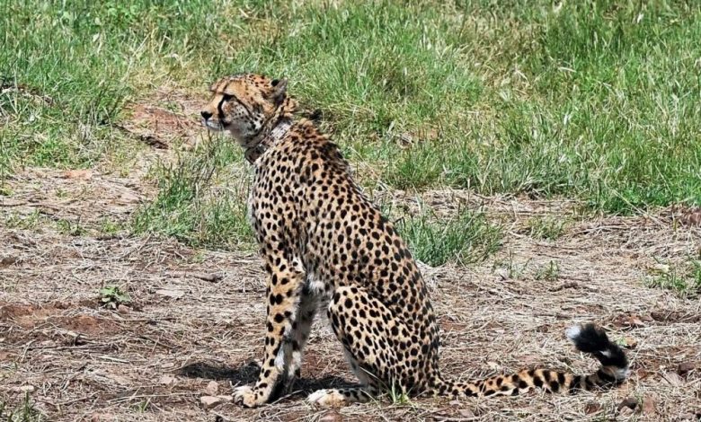 Female Cheetah Daksha Death