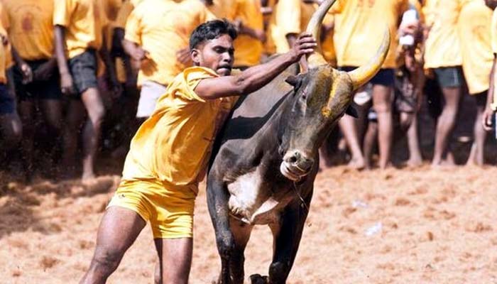 Jallikattu