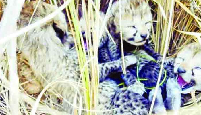 कूनो नेशनल पार्क