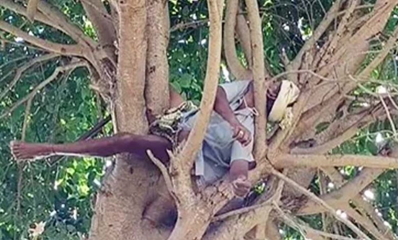 Negligence of Electricity Department