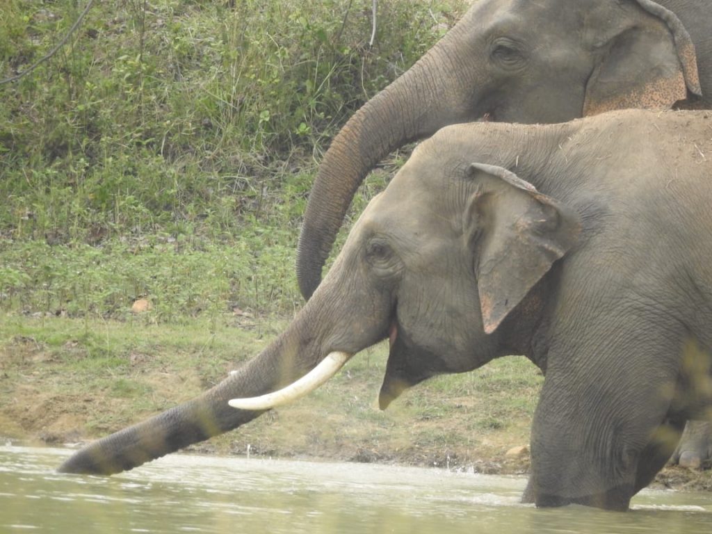 Elephant Attack in Surajpur