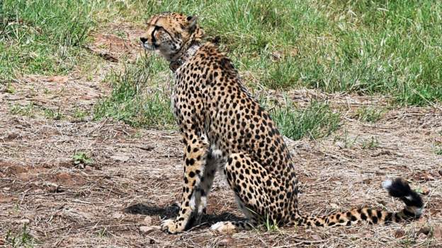 Female Cheetah Dhatri Death