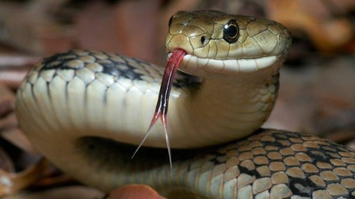 Snake Bite Prevention