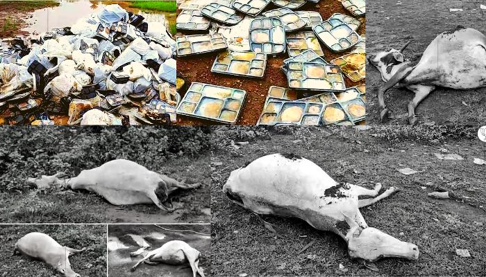 Cows Death in Raipur