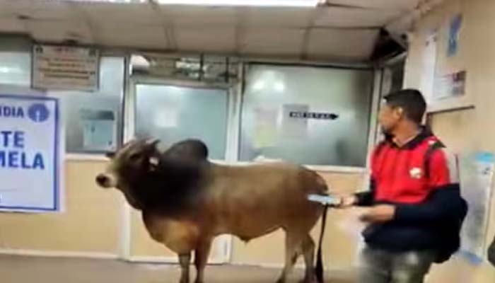 Unnao Bull Viral Video