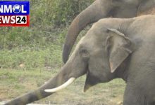 Elephant Attack in Surajpur